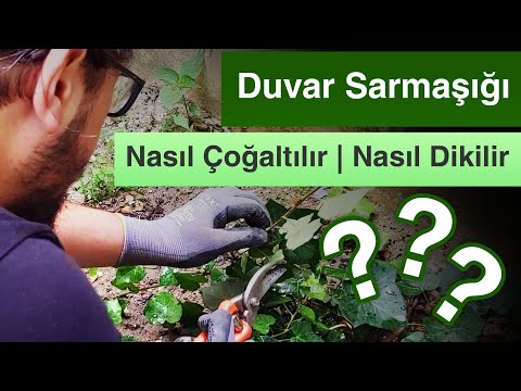 Video: İngilis sarmaşığı. Bitki necə yayılır və böyüyür?