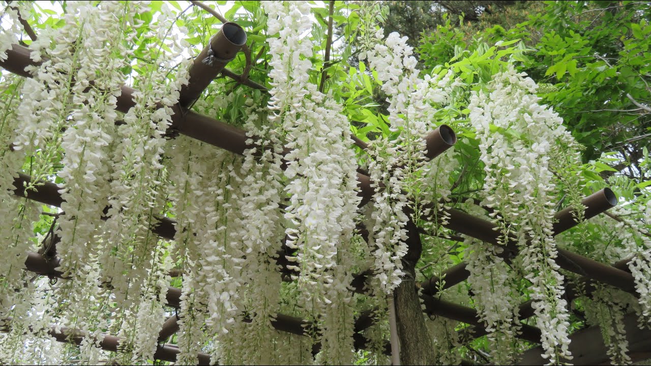 小さな窓の花ごよみ 1585 北方文化博物館庭園 大藤棚と季節の花 ハイドン チェロ協奏曲 Youtube