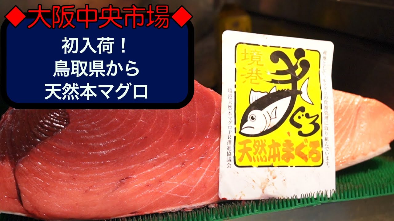 中央市場 本日 鳥取県境港より天然本マグロ初入荷 Youtube