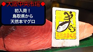 【中央市場】本日、鳥取県境港より天然本マグロ初入荷！