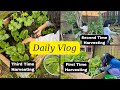 Harvesting spinach 3 times by desi kiwi family in new zealand