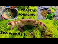 COASTAL FORAGING - Brown Edible Crab , Winkles , SeaWeeds , Sea Spinach! Cook Up On the Rocks !