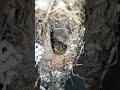 🐦❤️ ছোট্ট বাসায় নতুন জীবনের গল্প🥰🥰#video