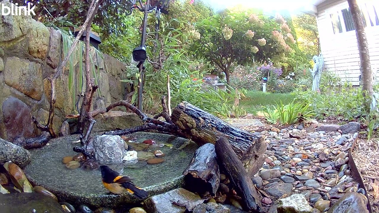 9-13-2025 5:09PM Male American Redstart 