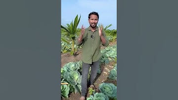 Coconut 🥥🌴 kheti kaise kare  #agriculture #satisfying  #farming