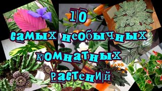 Топ-10 Самых Необычных Комнатных Растений На Планете✔Top-10 Most Unusual Houseplants On The Planet