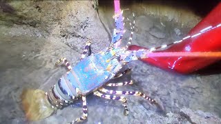 Late at night on the isolated island, many species of lobsters and crabs appear in groups