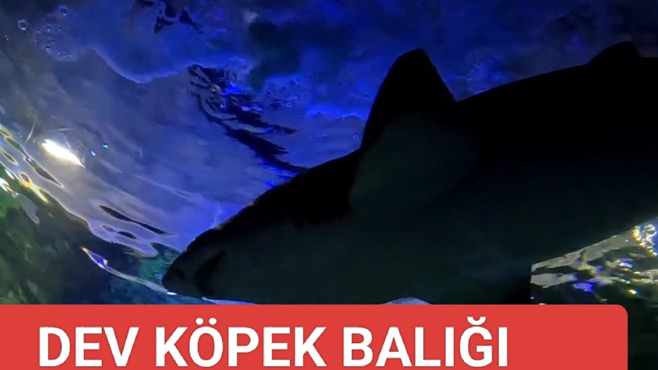 DEV  KÖPEK BALIĞI ÜSTÜMÜZDEN GEÇTİ😱😱