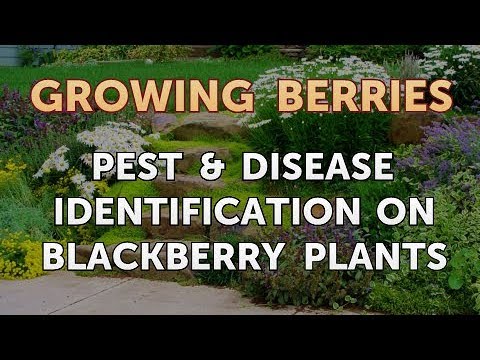 Pest & Disease Identification on Blackberry Plants