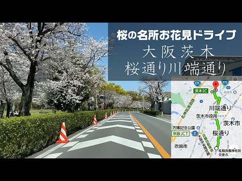 桜の名所お花見ドライブ 桜通り川端通り（大阪府茨木市） - YouTube