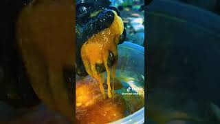 PINE O PINE ASMR*SPONGE SQUEEZE*NATURE SOUNDS #asmr