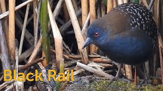 Black Rail: Marsh Mite