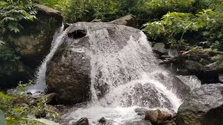 Woodland Avian Chorus Resting Above a Slow-Curling River Ribbon Calming Soundscape for Stress Relief screenshot 3