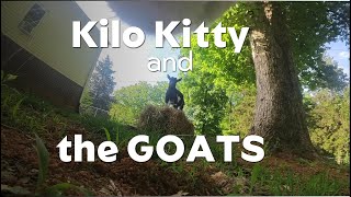 Kilo Kitty POV--It's GOAT-tastic