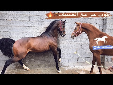 سلسله 4 ركوب حر مع العسيف وتعليمه اللز مع الخيل