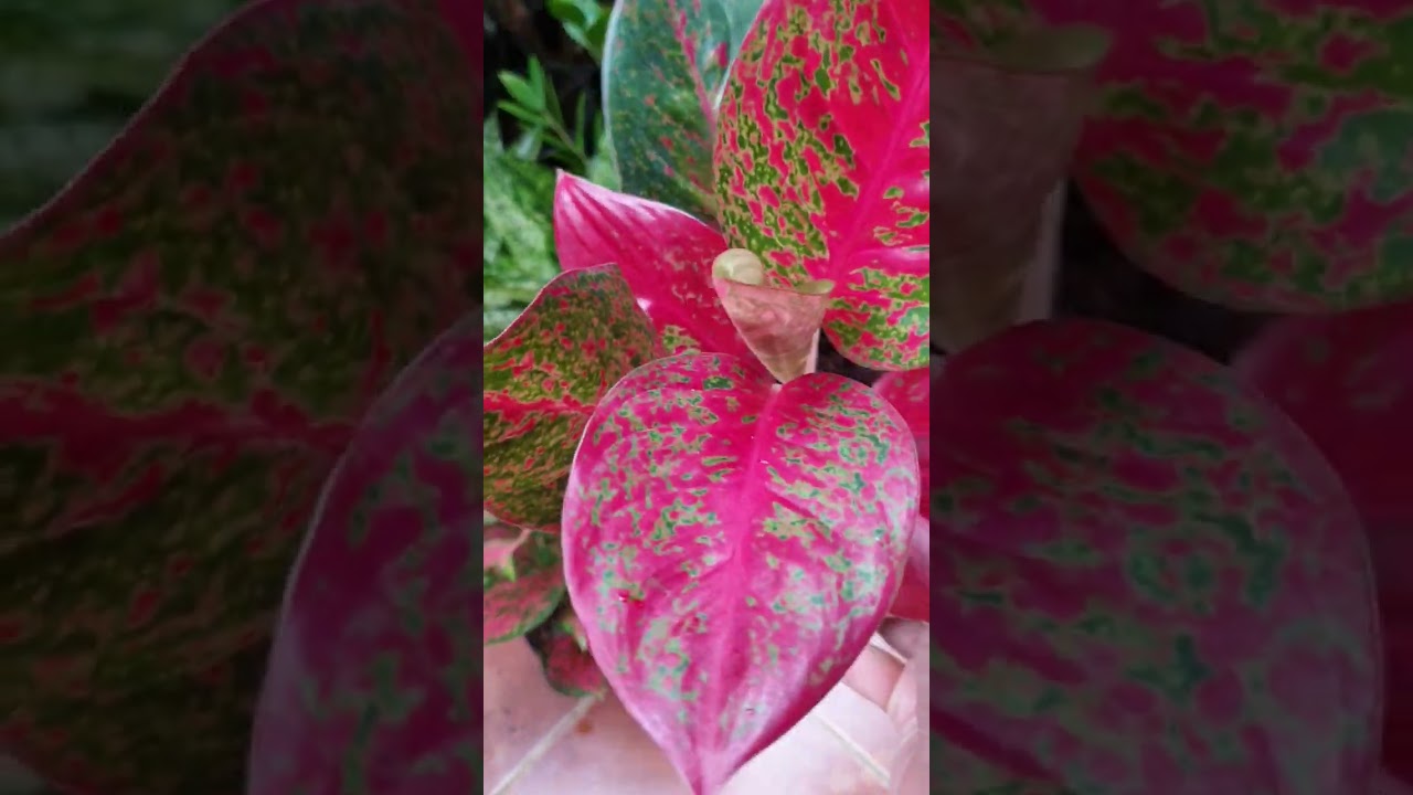 ทรัพย์มงคล