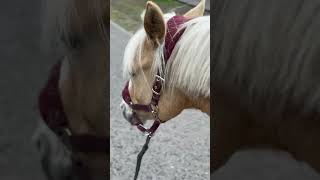 Walking of Horse to stable Sound Asmr #horse
