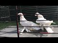 Узбекские голуби «гульбадамы»2019 года