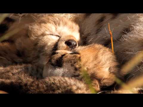 african-cats:-kingdom-of-courage-"hd-movie-trailer"