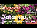 Результат! Остеоспермум размножение черенками