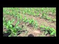 Cultivo de maíz criollo con manejo orgánico