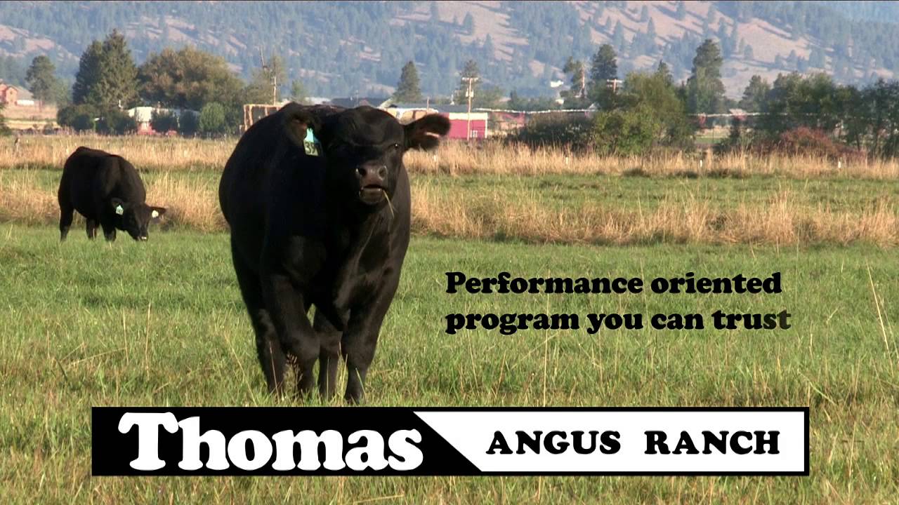 Thomas Angus Ranch, Summer 2013