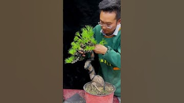Nghệ nhân trổ tài tạo dáng cây Thông bonsai #bonsaitutorial #pinebonsai