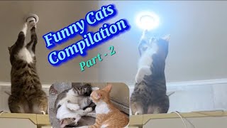 Funny Cats Compilation (Most Popular) Part 2,  Muizzaa