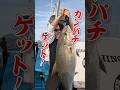 特大カンパチ【船長が見た】南伊豆・もき丸2026.4.28 #釣り #fishing #カンパチ