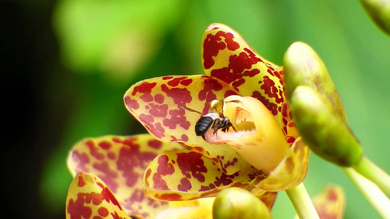 Bee at Tiger Orchid (23Aug2014e) 