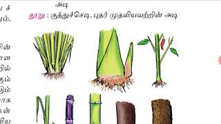 X-தமிழ் -இயல் -1மொழி