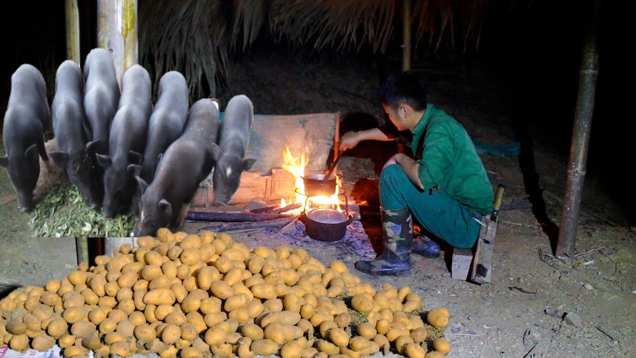 Construisez un potager de pommes de terre, occupez-vous des cochons, cuisinez seul - Ferme-jardin