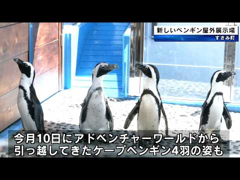 水族館で買ったペンギン すみだ水族館 オリジナル 飼育員監修 マゼランペンギン