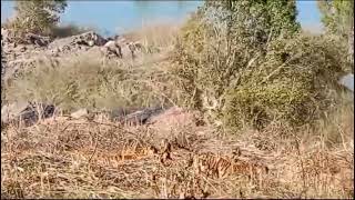 Panna Tiger Reserve jungle Safari P 151 of Cubs #shorts #viralvideo #subscribe #cutecat #bgmi #cat