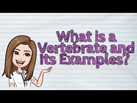 (SCIENCE) What is a Vertebrate and Its Examples? | #iQuestionPH