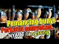 Suara perkutut ombyokan cocok untuk pancingan bunyi perkutut Malas