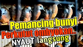 Suara perkutut ombyokan cocok untuk pancingan bunyi perkutut Malas