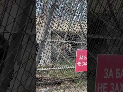 Video: Rostovo zoologijos sodai: adresas, nuotrauka, darbo laikas