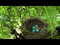 Miracle of Life: American Robin Hatching in Time-lapse