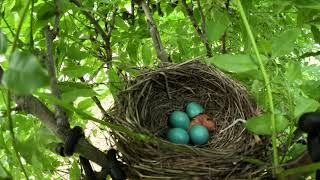 Miracle of Life: American Robin Hatching in Time-lapse