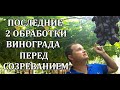 ПОСЛЕДНИЕ 2 ОБРАБОТКИ ВИНОГРАДА ПЕРЕД СОЗРЕВАНИЕМ!