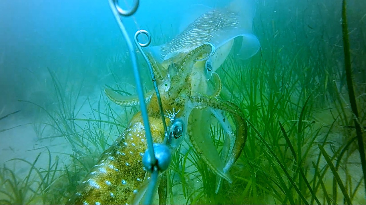 1匹のアジに2匹のアオリイカが食いついたらどうなるのか　ウイングヤエン スルッとヤエン