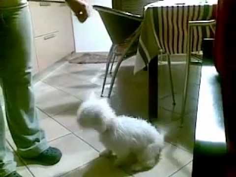 Cane Maltese Che Abbaia Youtube