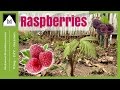 SIMPLE Tips For Transplanting Raspberries