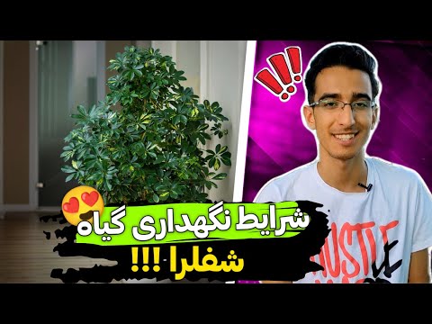 شرایط نگهداری و تکثیر گیاه شفلرا