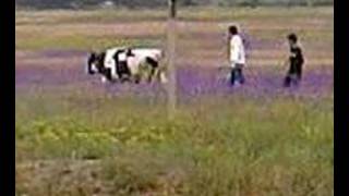 Muhammed & Volkan & Tefo Inek Avlama Weytan