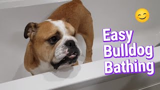 Owning an English Bulldog Pt. 3 - Bathing Peppa