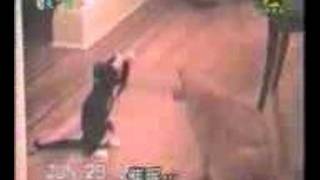 Cat Wrestling Grrrrrrr
