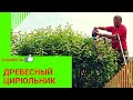 Кусторез BLACK+DECKER BEHTS451 - РАСПАКОВКА &amp; ТЕСТ - ДРАЙВ. Настриг листвы для газонокосилки)