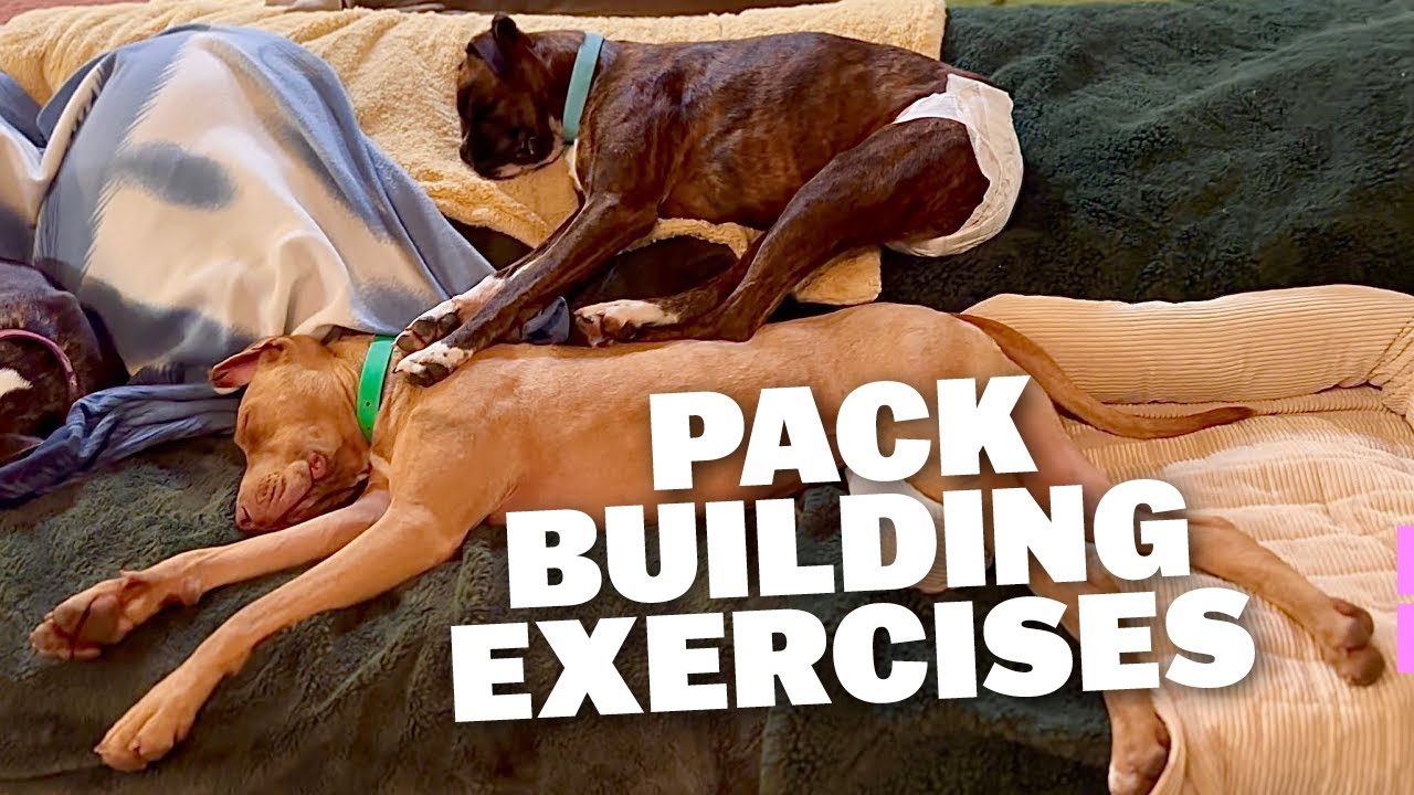Lots of Pack Building Exercises BIG Dog Pack germanshepherd 